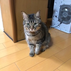メス猫8歳。急募 里親さんを探しています。