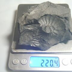 南米コロンビア・ボヤカ県産 アンモナイト 片面 ２２０ ｇ