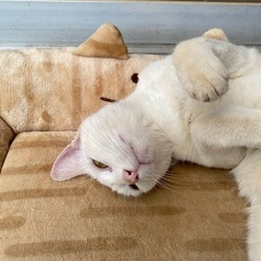 雪の様に真っ白な可愛い子猫です