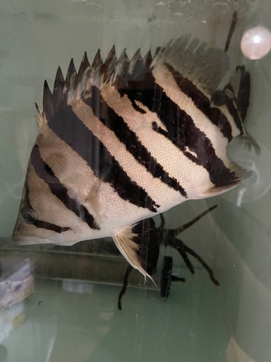 鬼ぞり　ダトニオ