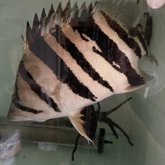 鬼ぞり　ダトニオ