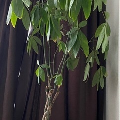 パキラ　観葉植物