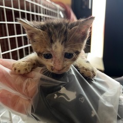 急募！保護したての子猫ちゃん　