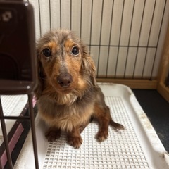 ミニチュアダックス