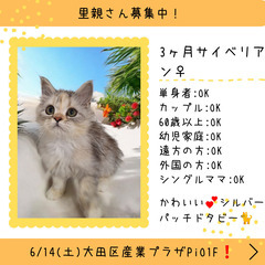 里親募集中！3ヶ月サイベリアン♀(⋈◍＞◡＜◍)。