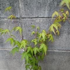 南天と紅葉の苗の画像