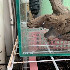 水槽　熱帯魚の画像