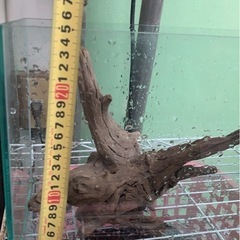 水槽　熱帯魚の画像