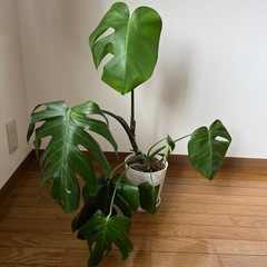 観葉植物モンステラ