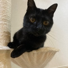 4歳 黒猫の女の子