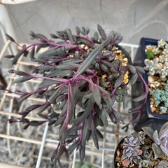 多肉植物　鉢付き有り　セダム　ルビーネックレスの画像