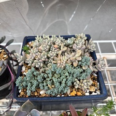 多肉植物　鉢付き有り　セダム　ルビーネックレスの画像