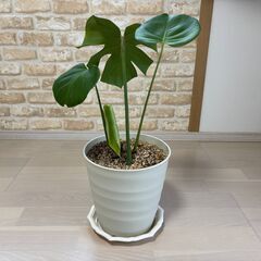 🪴元気な観葉植物🪴販売中☺️