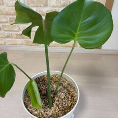 🪴元気な観葉植物🪴販売中☺️の画像