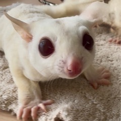 フクロモモンガ クリミノモザイク possプラチナorリュ…