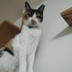 お転婆な三毛猫ちゃんの画像