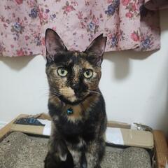 元気なサビ猫ちゃん