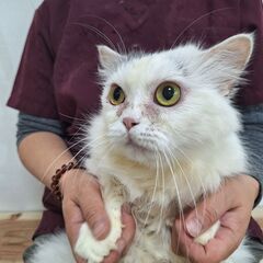 里親募集中！短足マンチカン♂