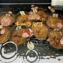 🌸熱帯睡蓮（キーラルゴ ）1ポット¥350〜③の画像