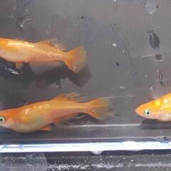 メダカ　パーティードレス　若魚　屋外　ビオトープの画像