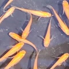 メダカ　パーティードレス　若魚　屋外　ビオトープ