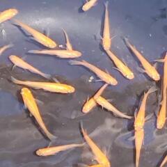 メダカ　パーティードレス　若魚　屋外　ビオトープの画像