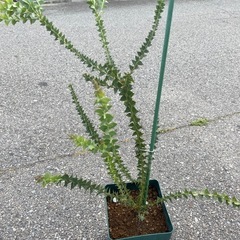 三角葉アカシアの苗木
