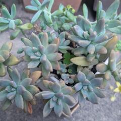 ★エケベリア寄せ植え鉢スクエア★。*乙女心あり★。*の画像