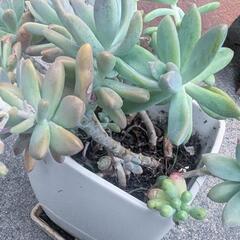 ★エケベリア寄せ植え鉢スクエア★。*乙女心あり★。*の画像