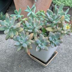 ★エケベリア寄せ植え鉢スクエア★。*乙女心あり★。*