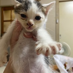 ５匹の子猫　生後１ヶ月　※ママ猫も応募可
