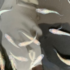 新鮮館お得コーナーで出品中‼️ホワイトサファイア　メダカ　めだかの画像
