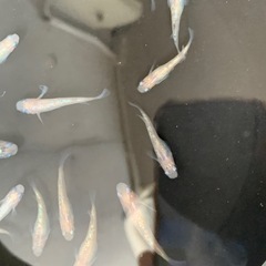 ホワイトサファイア　メダカ　めだか
