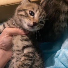 キジトラ メスちゃん