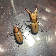KOTA.s insect  ムニスゼッチホソアカmini単　KOTA店長ブリードの画像