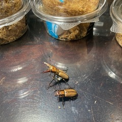 KOTA.s insect  ムニスゼッチホソアカmini単　K...