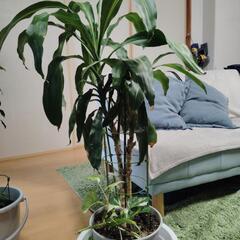 観葉植物、幸福の木