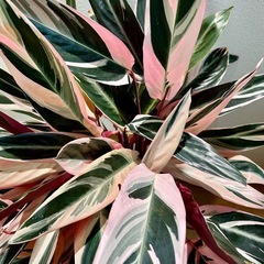 【値下げしました】観葉植物　カラテア　ストロマンテサンギネアトリオスター7号スリット鉢植え※枯れた葉などありますの画像