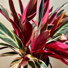 【値下げしました】観葉植物　カラテア　ストロマンテサンギネアトリオスター7号スリット鉢植え※枯れた葉などありますの画像