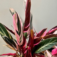 【値下げしました】観葉植物　カラテア　ストロマンテサンギネアトリオスター7号スリット鉢植え※枯れた葉などありますの画像