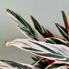 【値下げしました】観葉植物　カラテア　ストロマンテサンギネアトリオスター7号スリット鉢植え※枯れた葉などありますの画像