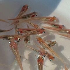 『ポニョ（ヘッドライト系統）』1P＋α 若魚 メダカ めだか