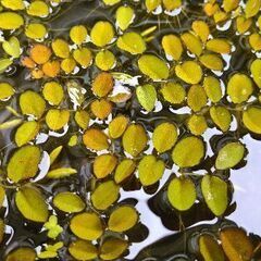 🍀メダカ🍀　浮草サンショウモ10株100円