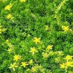 ロクジョウマンネングサ（六条万年草）グランドカバー　植物　苗の画像