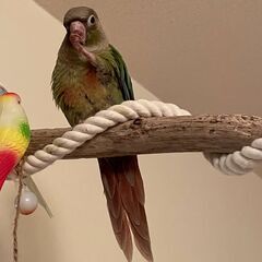 【北九州市】ウロコインコを探しています