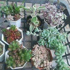 多肉植物 いっぱい 出品🌸の画像