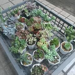 多肉植物 いっぱい 出品🌸