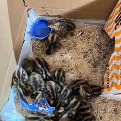ウズラ雛