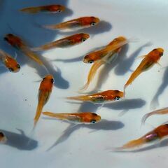 『ハイビスカス』1P＋α 若魚 メダカ めだか
