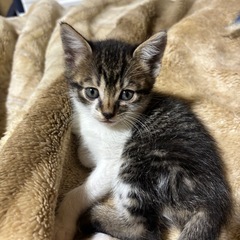 子猫6匹 里親様全て決定